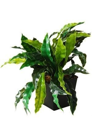 Искусственное растение АСПЛЕНИУМ, в горшке, пластик, 12 см, Boltze