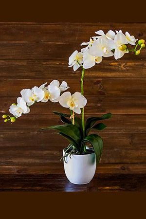 Искусственная орхидея ФАЛЕНОПСИС в горшочке, кремовый, 66х38 см, Edelman